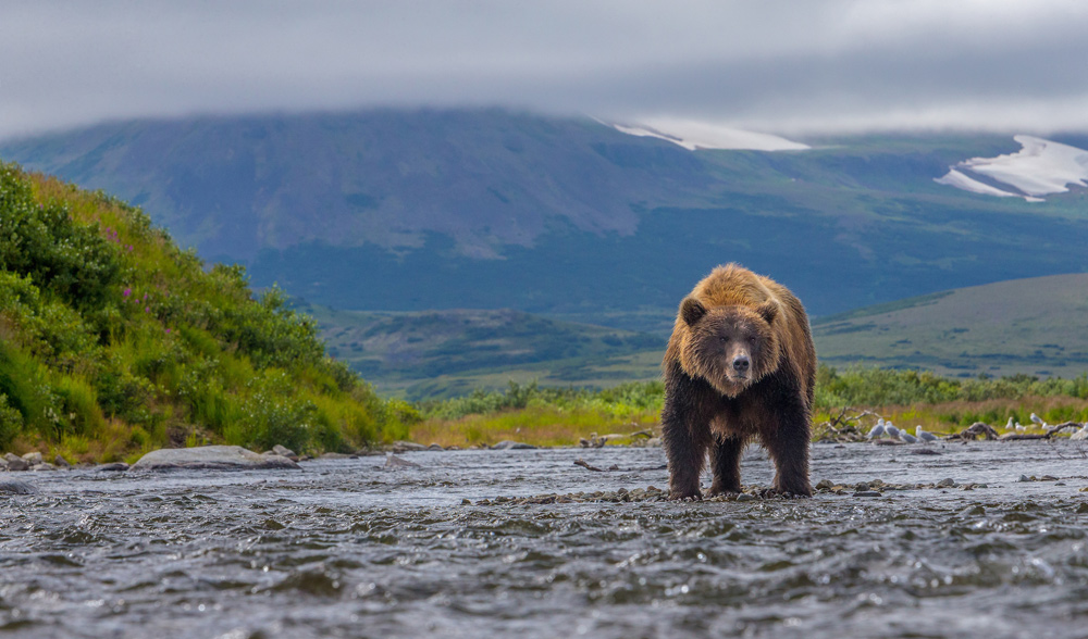 bear in storem