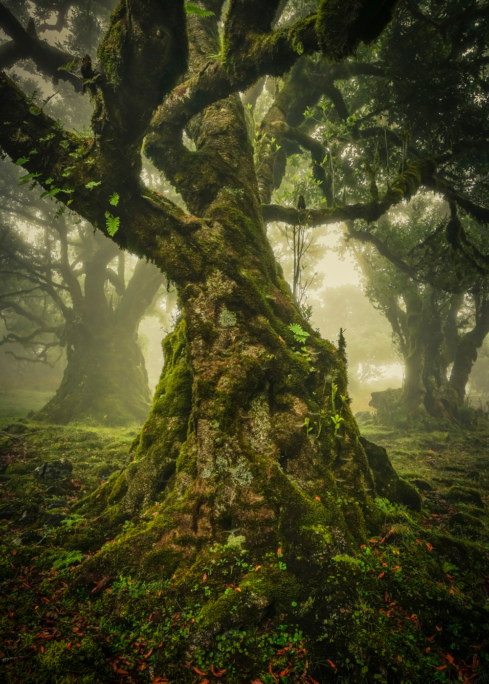 The Lone Tree Award 2019 Anke Butawitsch, Germany