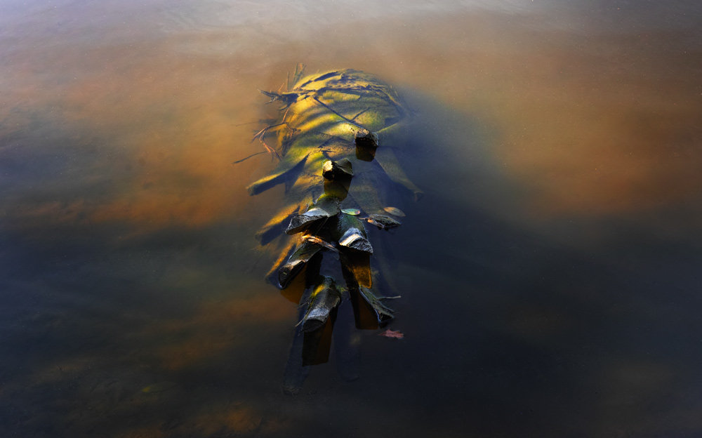 Drowned Palm
