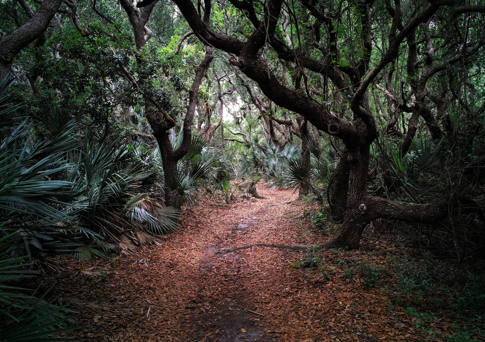Forrest Walk