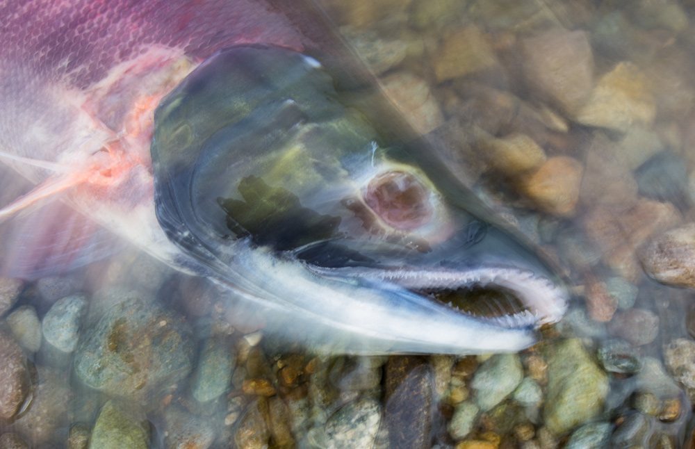 fish head