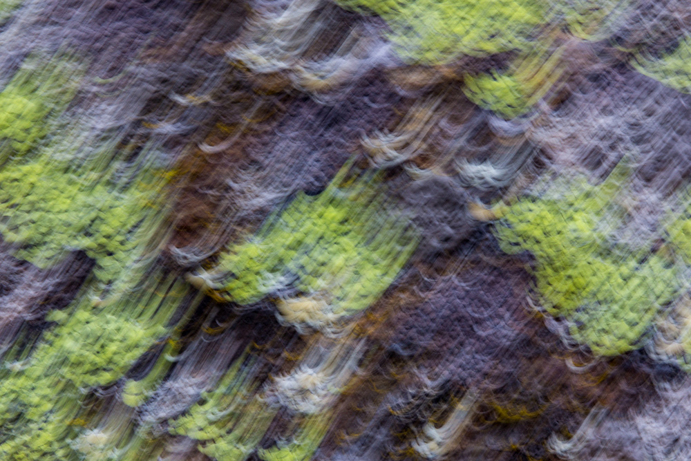 moss