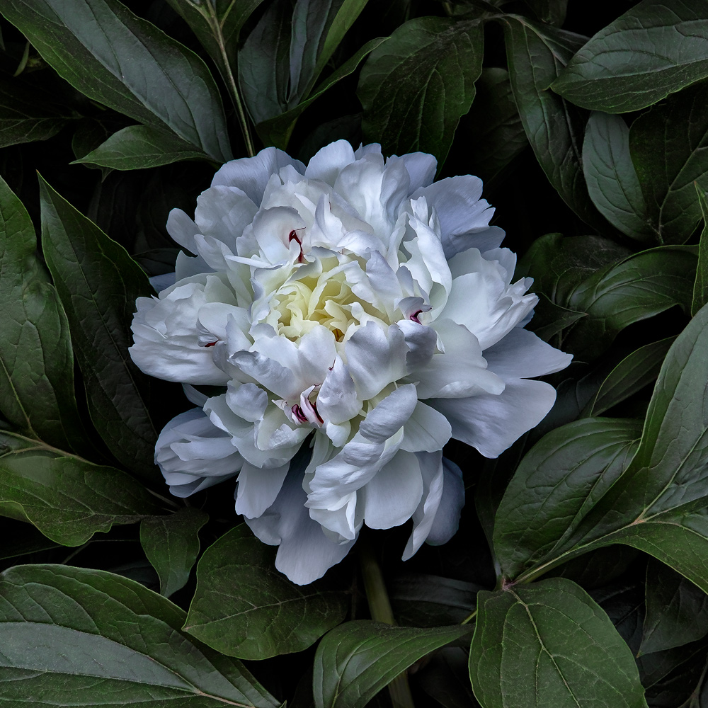 White Peony