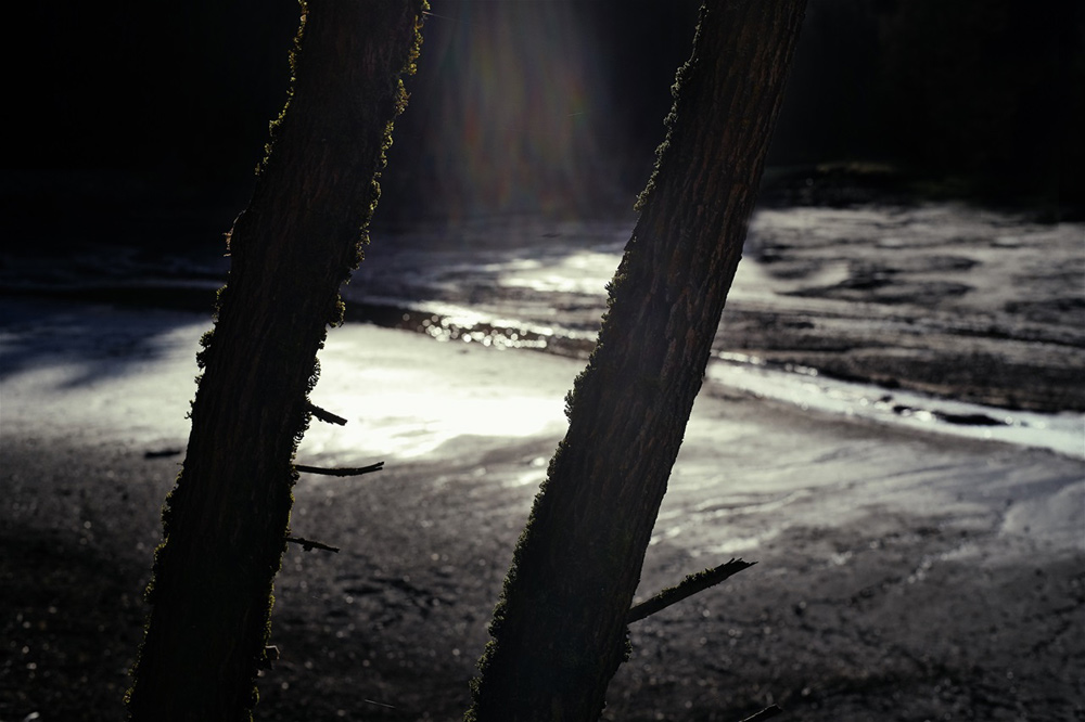 Hagerwald Stammpaar (Leica SL, Zeiss Planar 1,4/50mm)