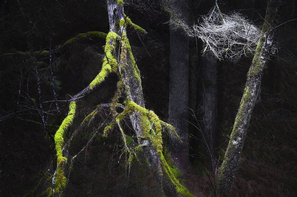 Astgespinste (Leica SL, Zeiss Sonnar 2,8/85)