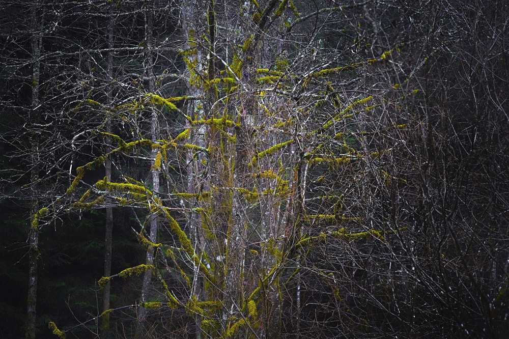Kugelgeäst (Leica SL, Zeiss Sonnar 2,8/85mm)