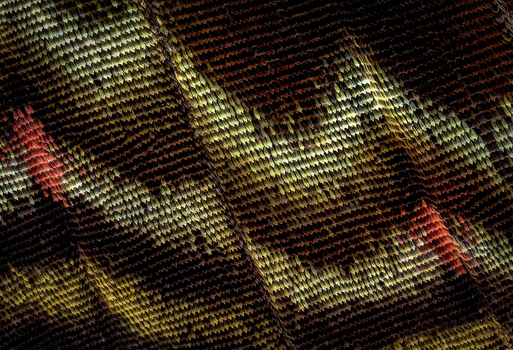 Figure 5:Textures of a Butterfly Wing (Using a stack of 25 slices captured with a Canon MP-E 65mm f/2.8 1-5x Macro lens)
