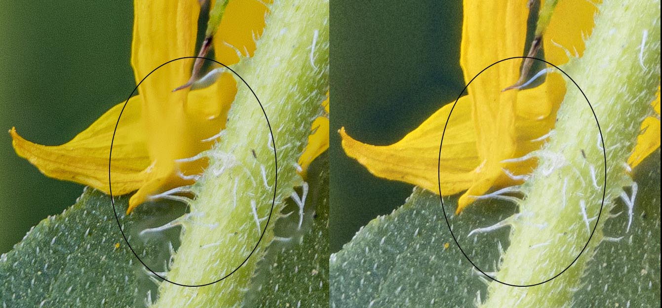 Figure 8:Am example of localized blurring (These images were stacked using two different algorithms)