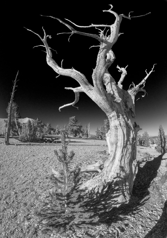 Bristlecone pine before and after