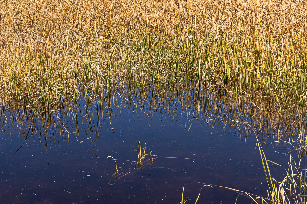 The central area of “Sedona Wetlands” image at 1:1