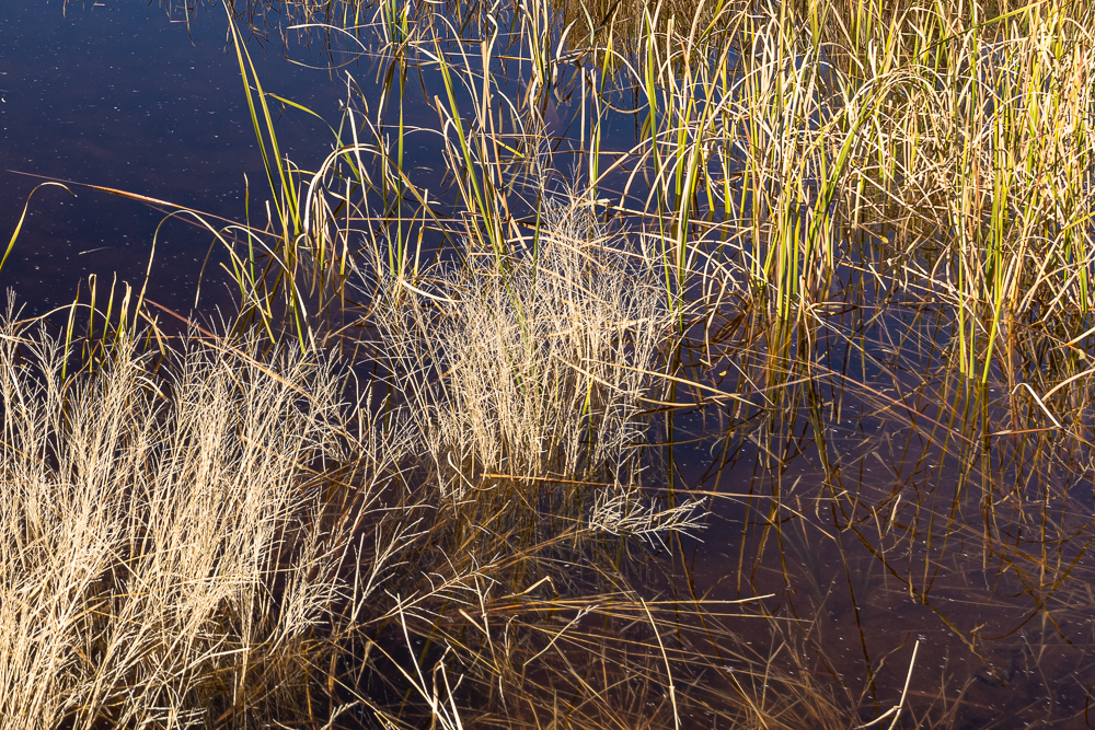 Lower right corner of “Sedona Wetlands” image at 1:1