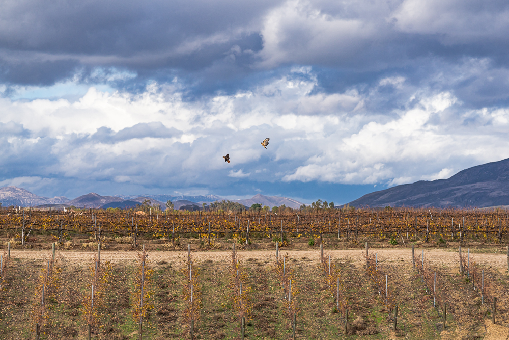 “Mated Pair of Red-Tailed Hawks”, Sony 135mm f1.8 GM on A7r M4