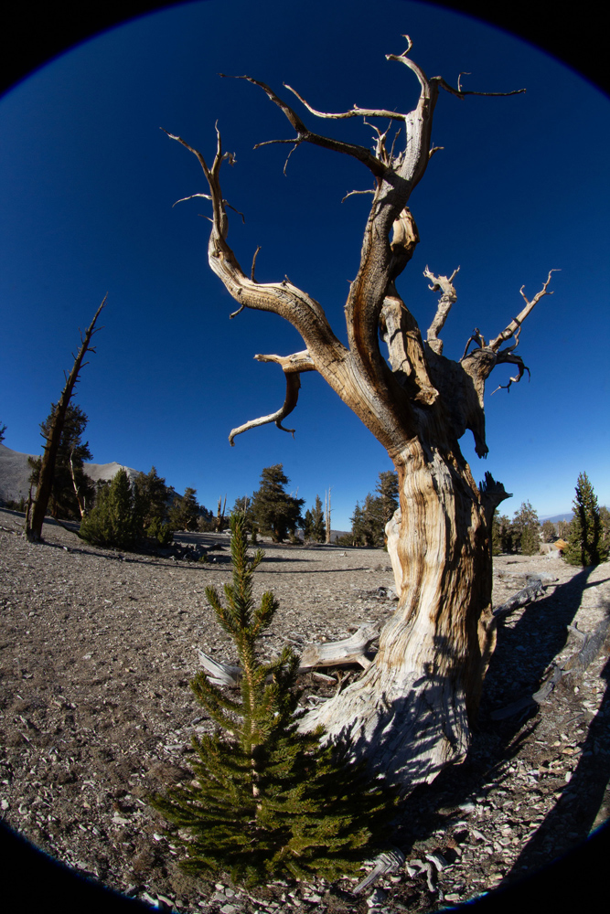 Bristlecone pine before and after