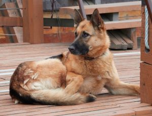 A stray German Shepard