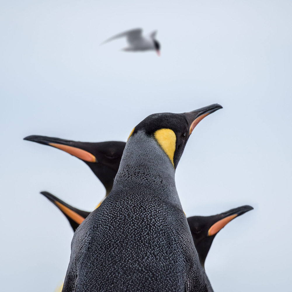 South Georgia Island