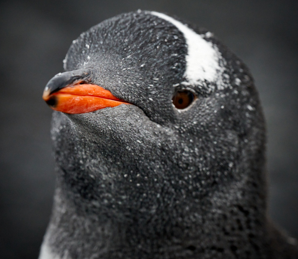 The Sony a7r iv and 100-400mm lens allowed me to capture closeups of the wildlife