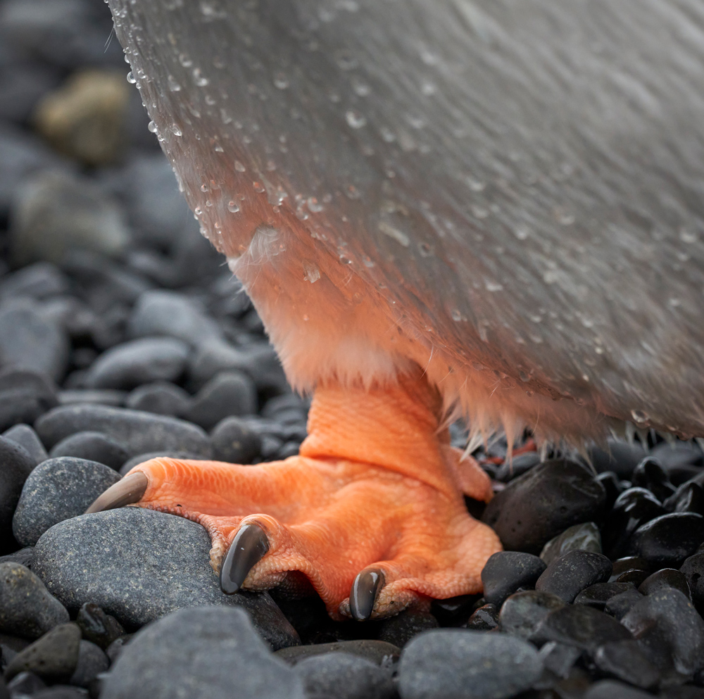 Shot with the Sony a7riv with 100-400mm lens. Part of my project of finding the picture in the picture