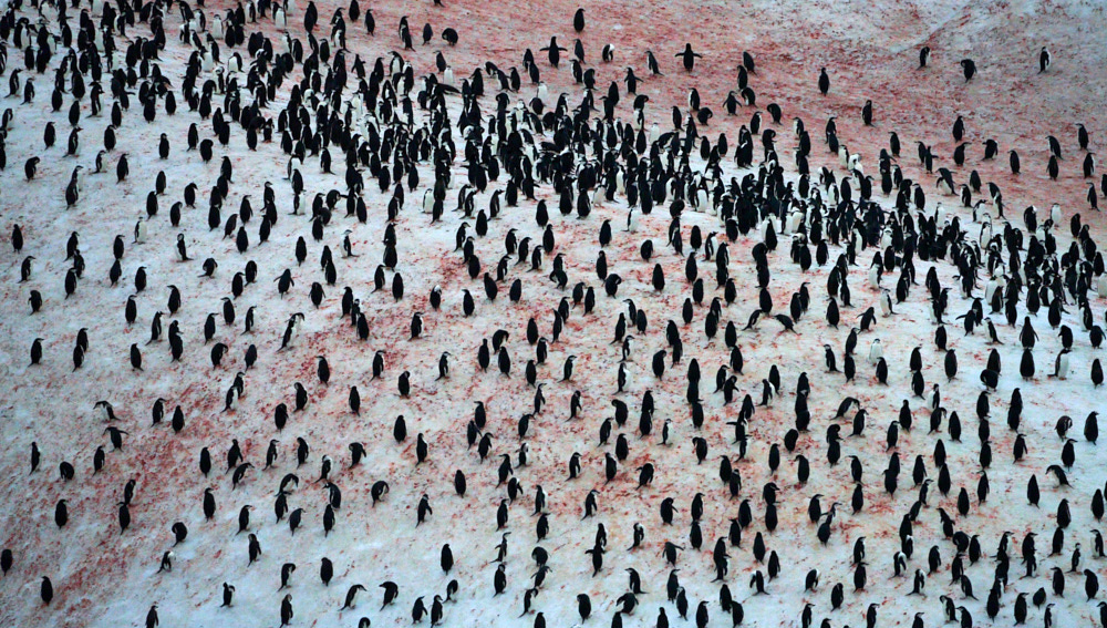 Chin Strap Penguins on a giant iceberg