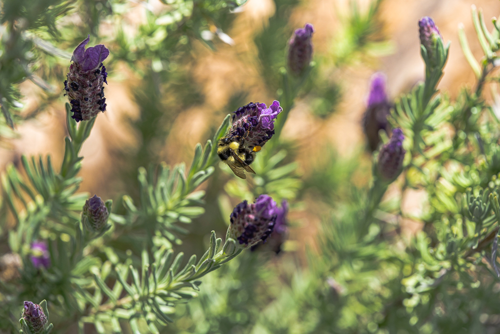 “Bumble Bee on Lavender Bloom 1 (uncropped)“