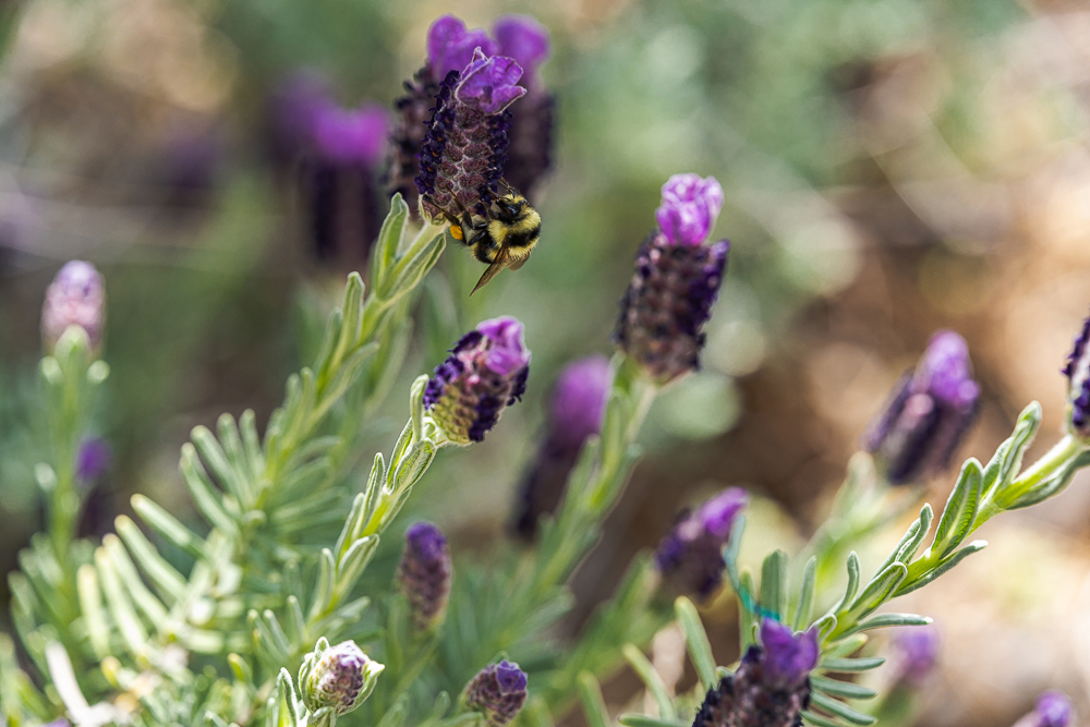 “Bumble Bee on Lavender Bloom 2 (uncropped)