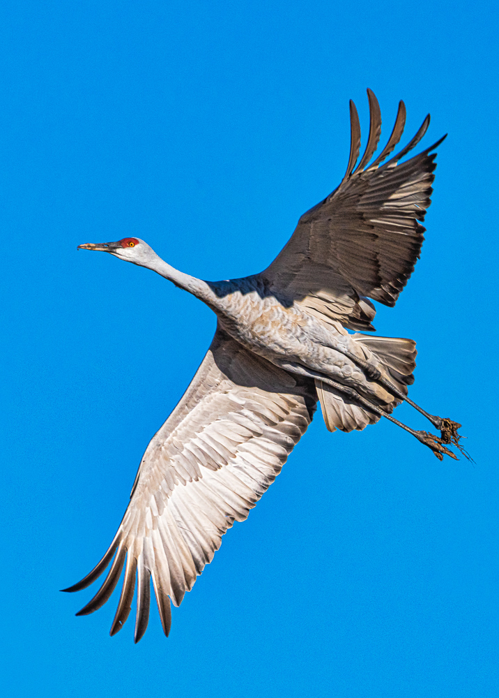 “Sandhill Crane in Flight”