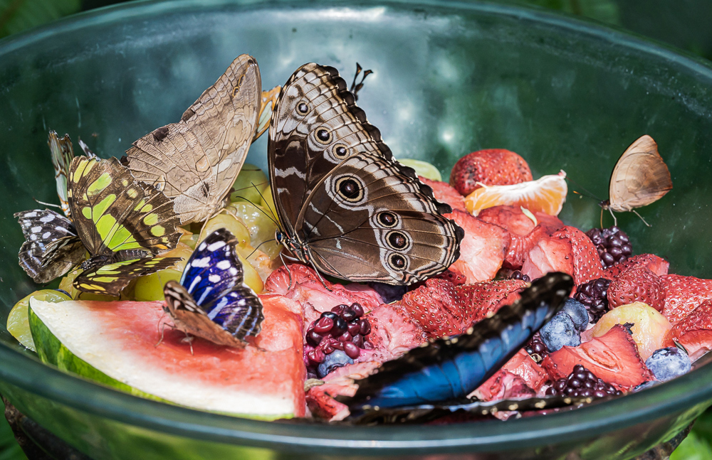 “Potpourri”