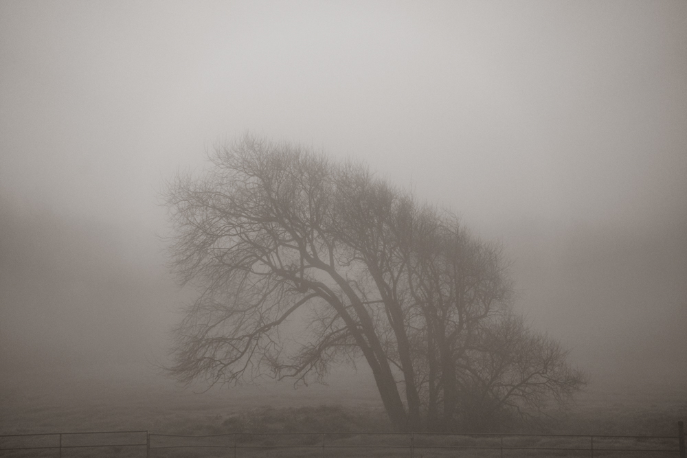 Tomales 1_