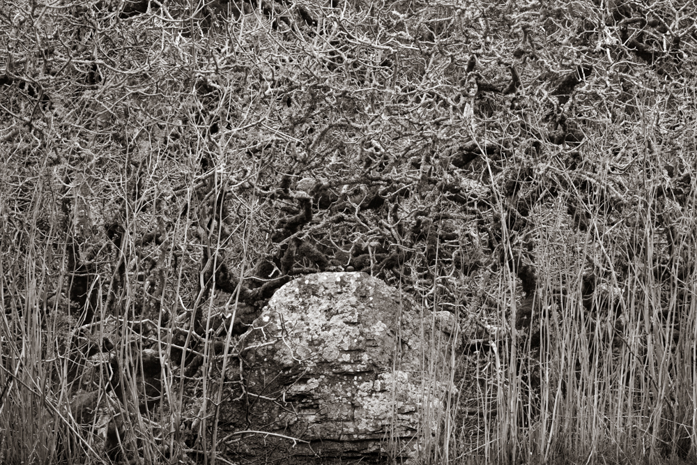 Tomales 4
