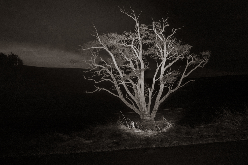 Tomales 5