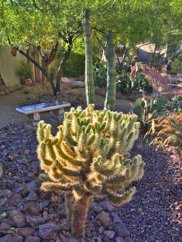 Backyard Project #12