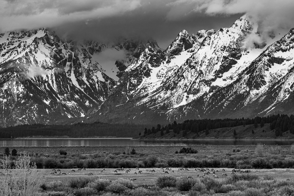 “Elk Migration, Teton NP” in B&W