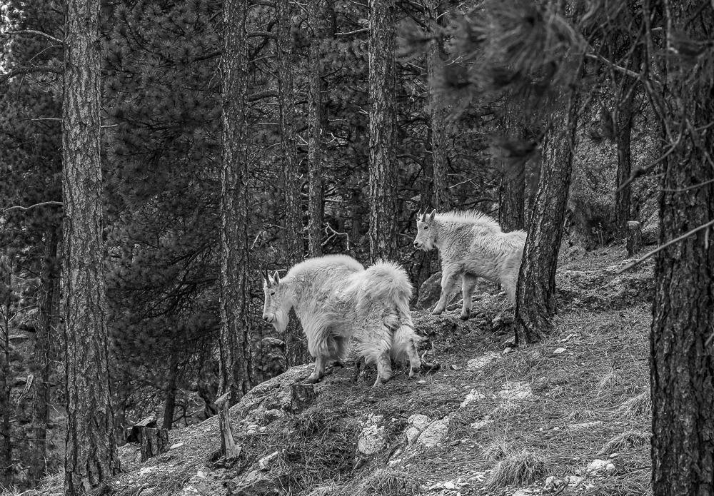 “Mountain Goats, Black Hills, SD” in B&W