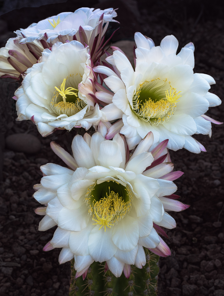 “Argentine Giant Cactus Blooms” in color