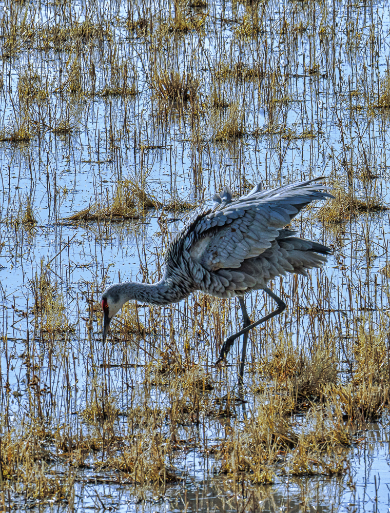 “Foraging Sandhill Crane, Bosque del Apache, NM” in color