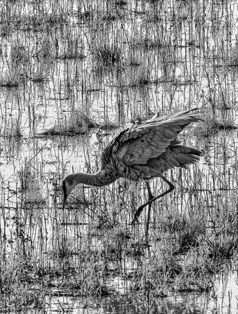 “Foraging Sandhill Crane, Bosque del Apache, NM” in B&W