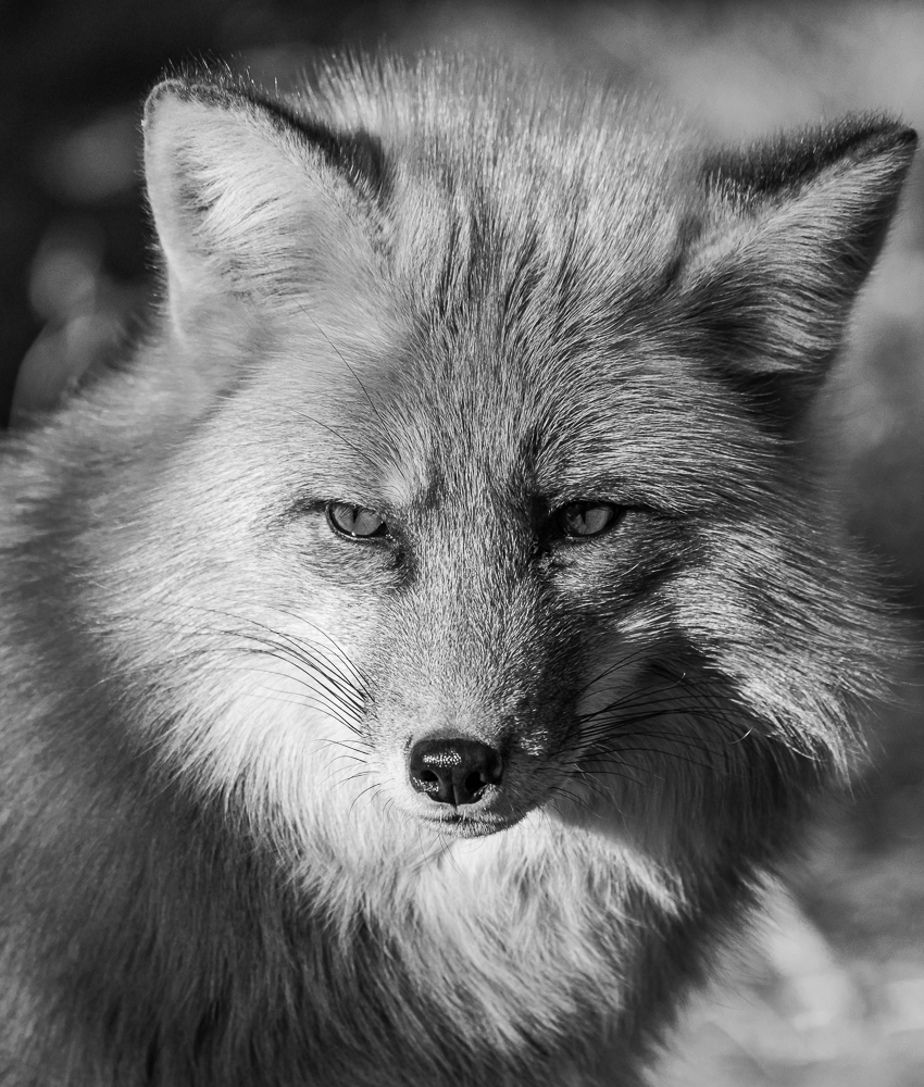 “Portrait of a Red Fox” in B&W