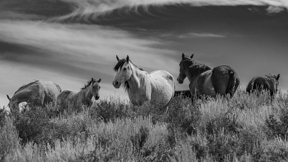 “Horses, High Desert Near Mono Lake, CA” in B&W
