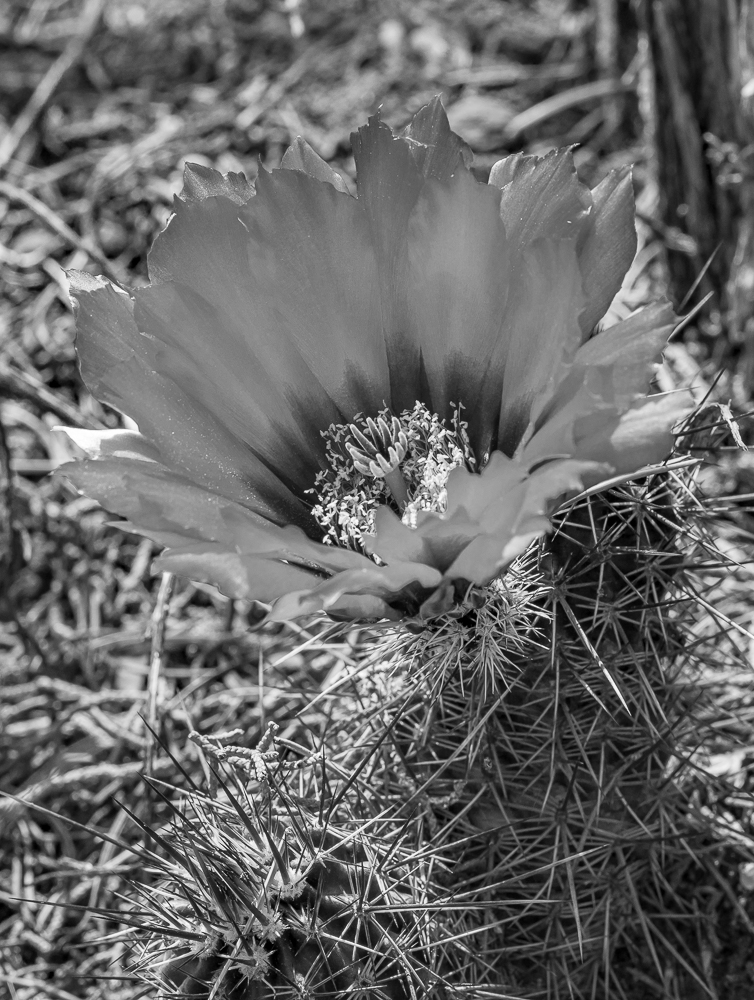 “Hedgehog Cactus Bloom” in B&W