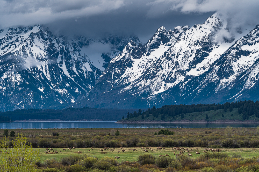 “Elk Migration, Teton NP” in color
