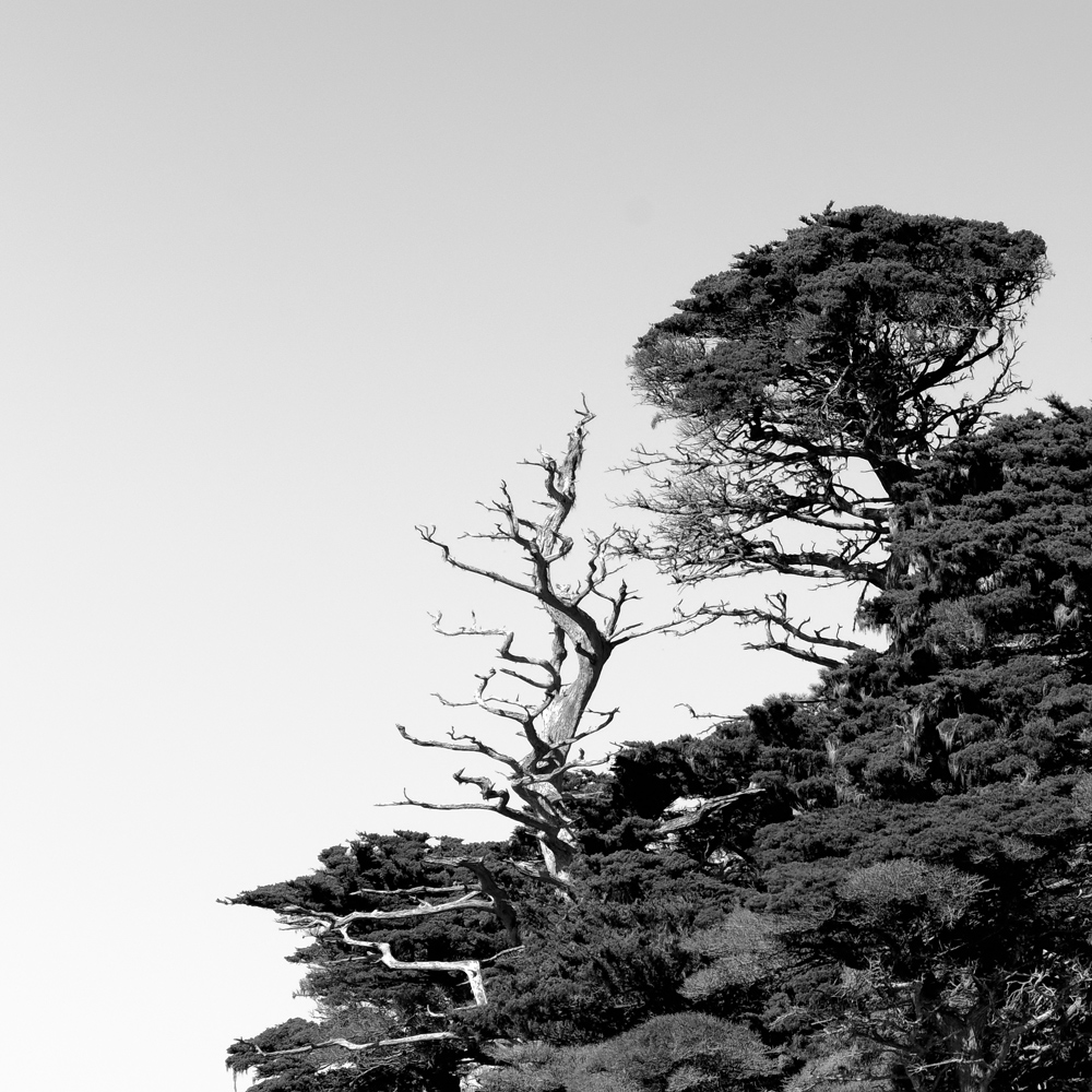 Point Lobos Hillside