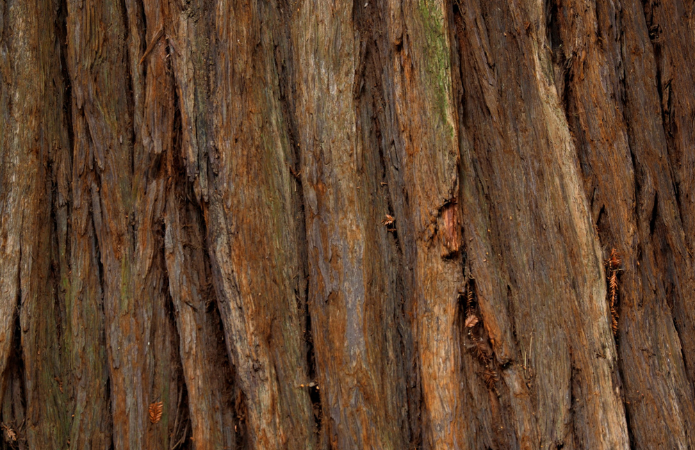 Red Wood