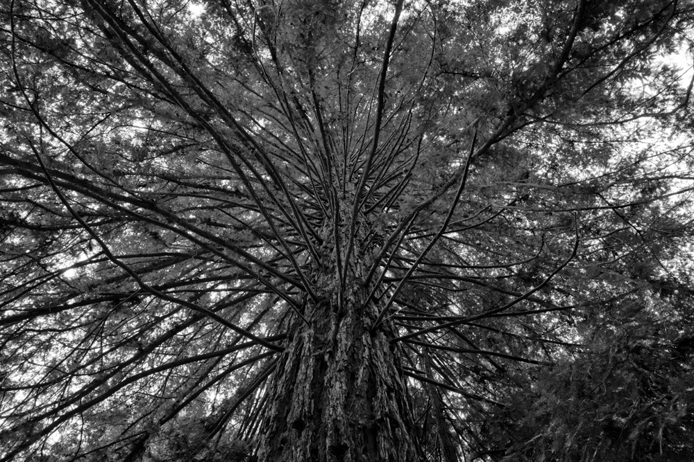 Redwood Branches
