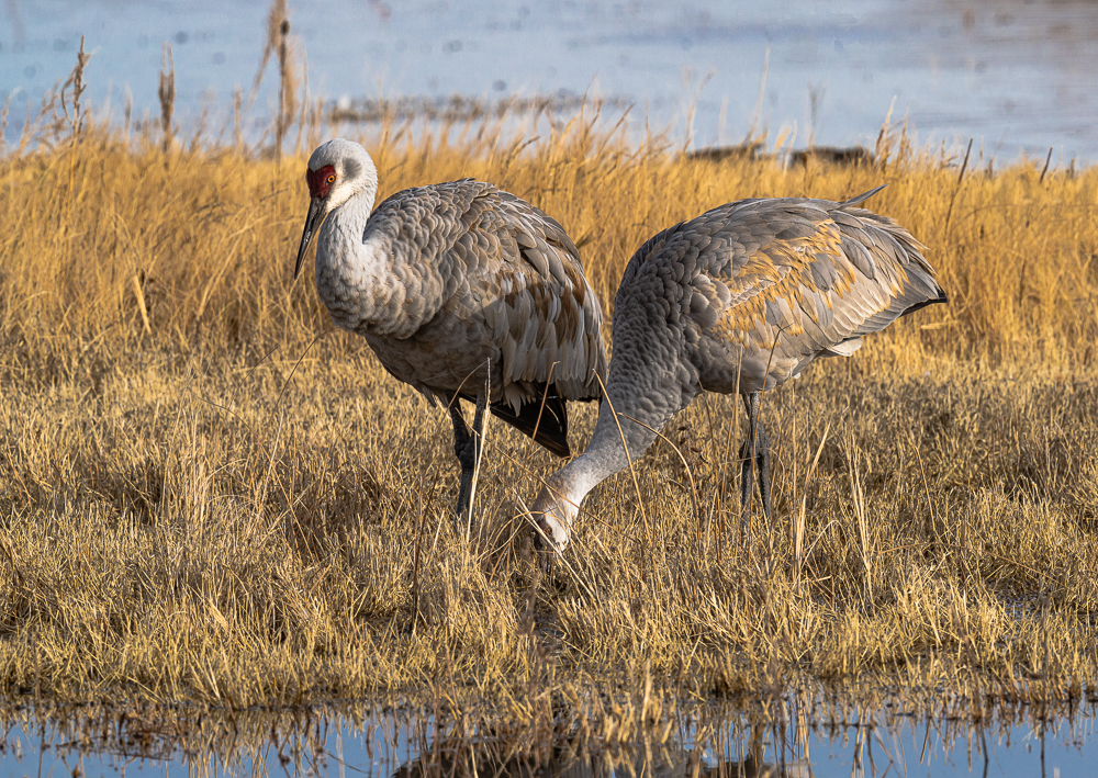 Sony 200-600mm f5.6-6.3 G lens @ f11 on Sony A7r M4 @ 1/320s
