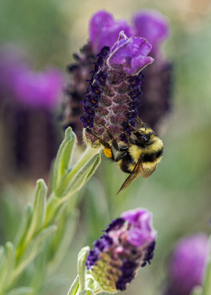 Voitlander 110mm f2.5 APO-Lanthar @ f5.6 on Sony A7r M4 @ 1/400s