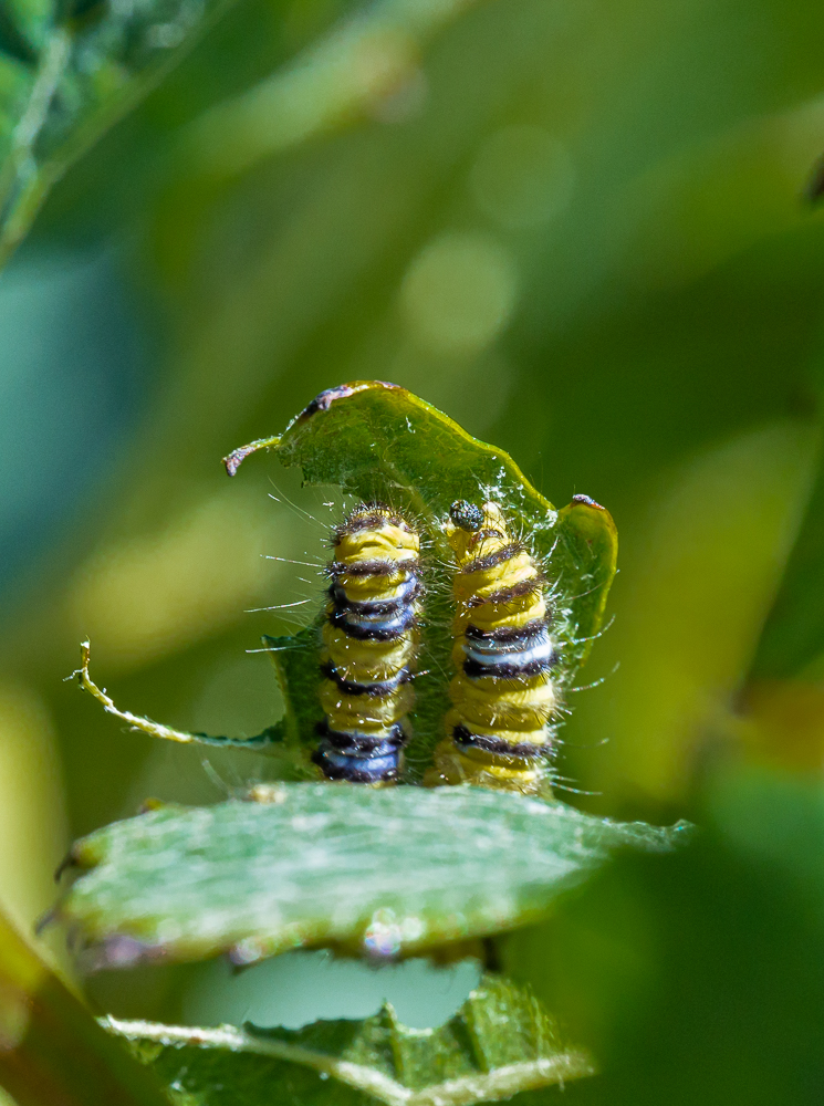 Voitlander 110mm f2.5 APO-Lanthar @ f16 on Sony A7r M4 @ 1/250s