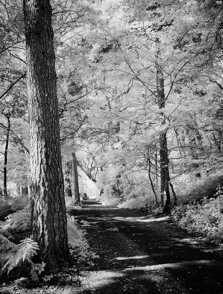 Walk This Way