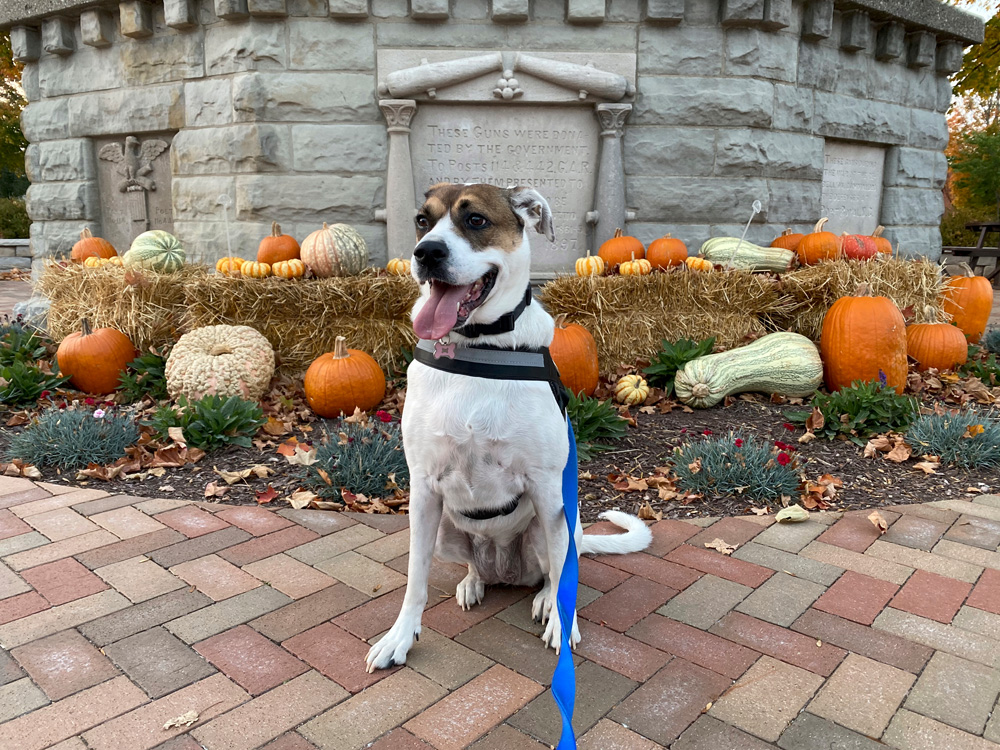 Maggie the adventure dog