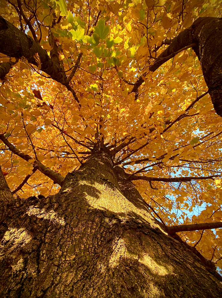 I always say look up and around you when photographing. I did lookup for a couple of tree shots