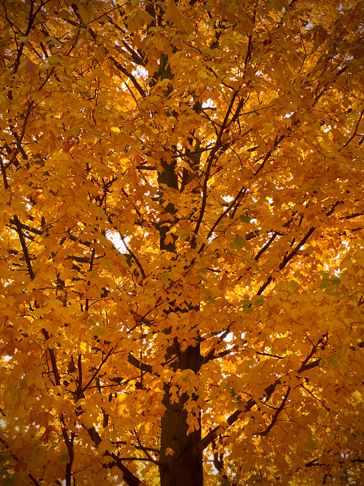 I always say look up and around you when photographing. I did lookup for a couple of tree shots