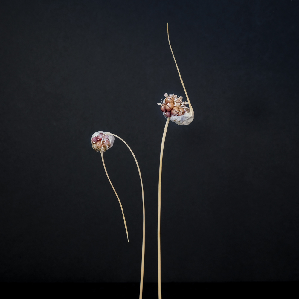 Maureen Ruddy Burkhart (USA) Allium Study #8 From my series: Allium Study, wild onions and garlic gathered from my walks during lockdown https://www.maureenruddyburkhart.com/